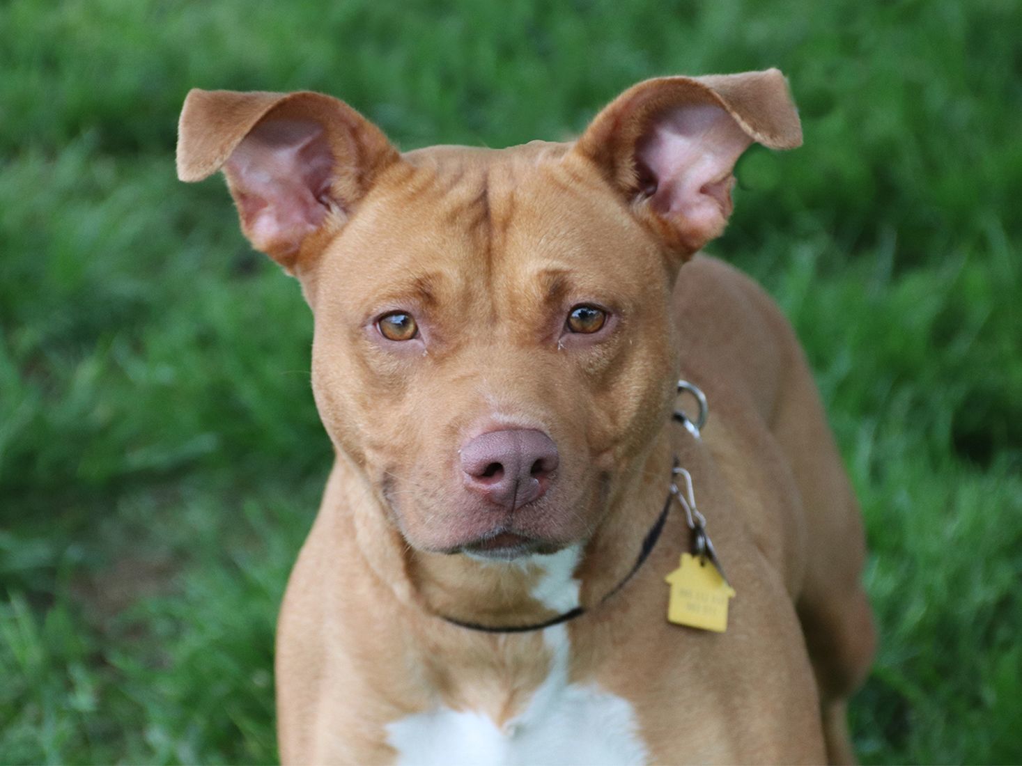 Last week's pet, still available: Penny